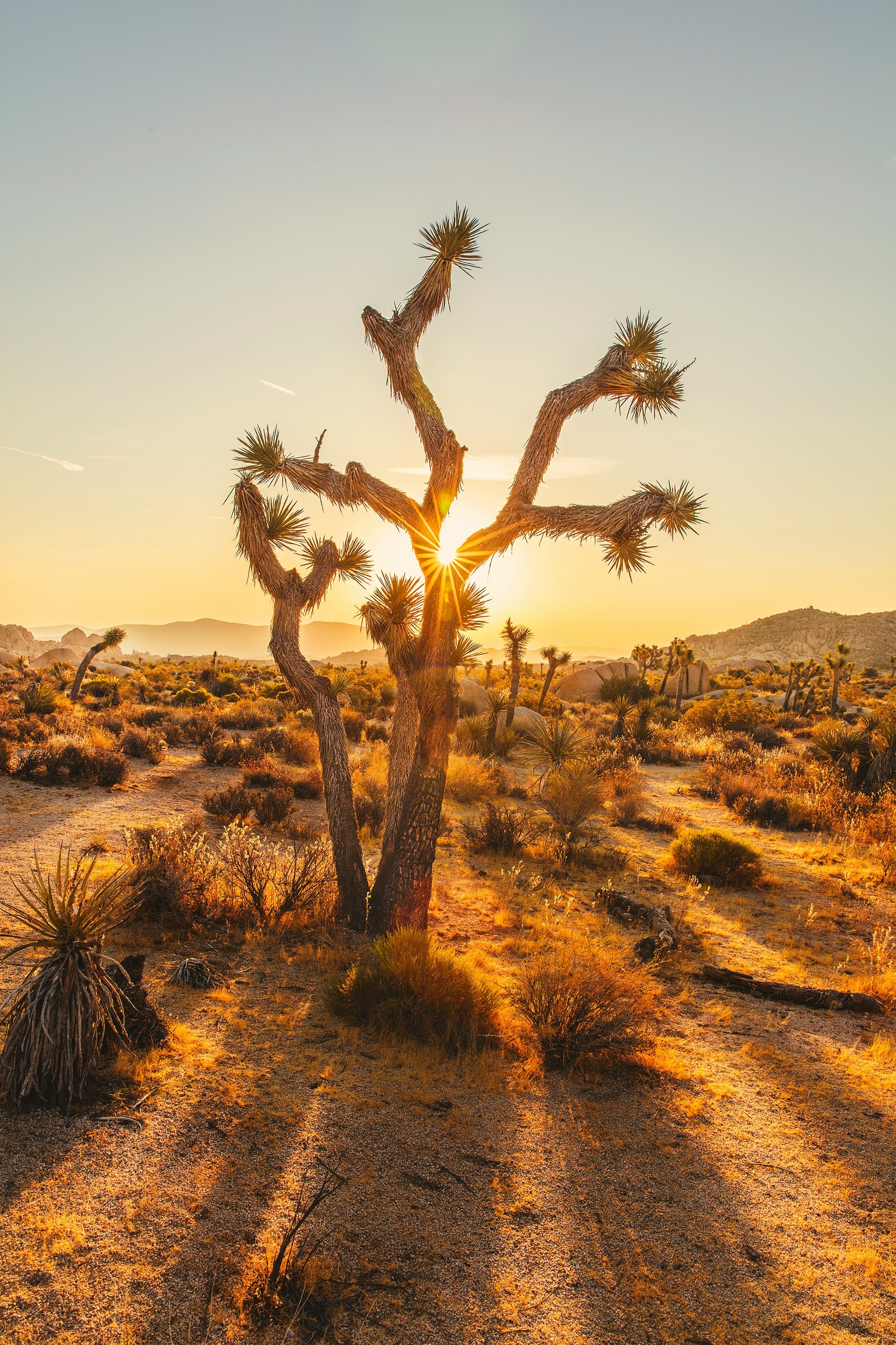 DESERT FREE